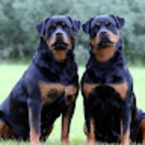 Meet your Posher, Robert